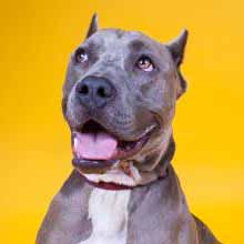 cute pit bull