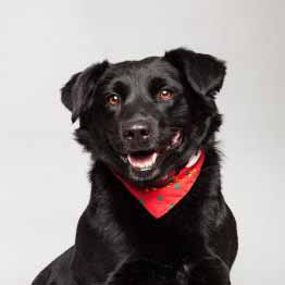 cute medium sized black dog with bandana