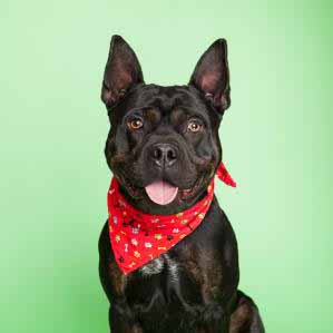 cute small sized black dog with bandana